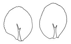 Achrophyllum dentatum, dorsal leaves. Drawn from J. Lewinsky 1449, CHR 348692.
 Image: R.C. Wagstaff © Landcare Research 2017 